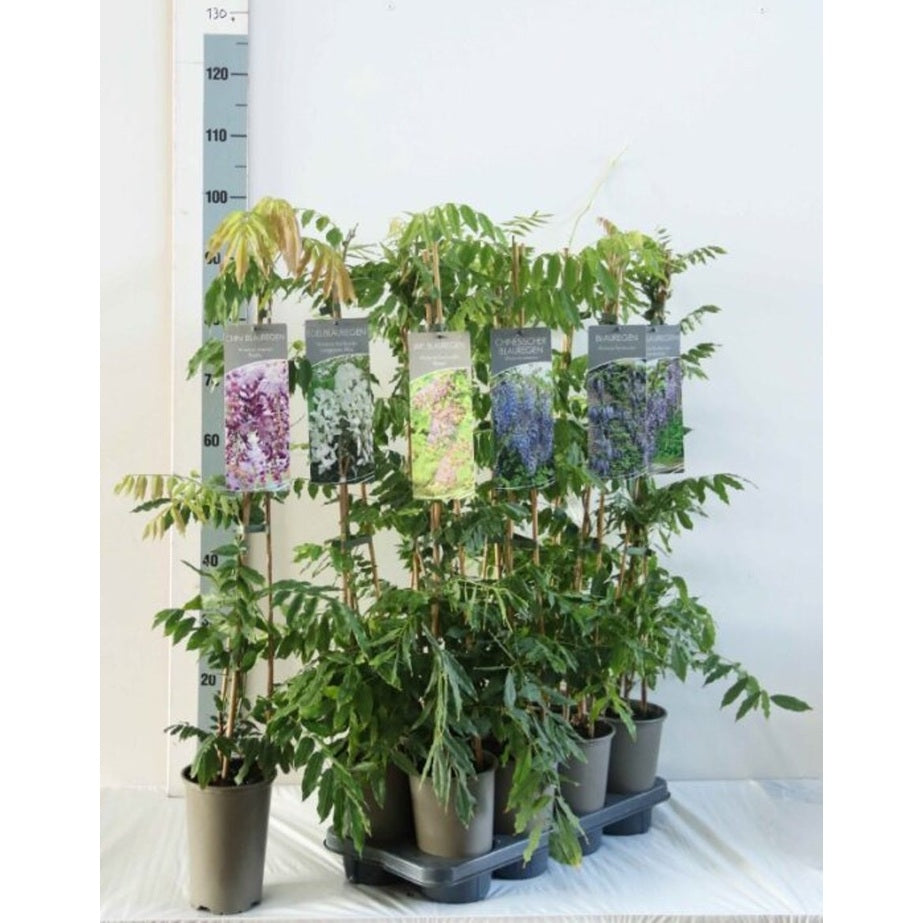 Blåregn – Wisteria floribunda 'Blue Dream' - C2 60-80 CM Stick